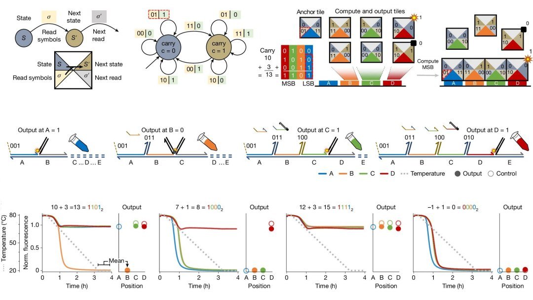 Computador de DNA roda programas sem gastar eletricidade