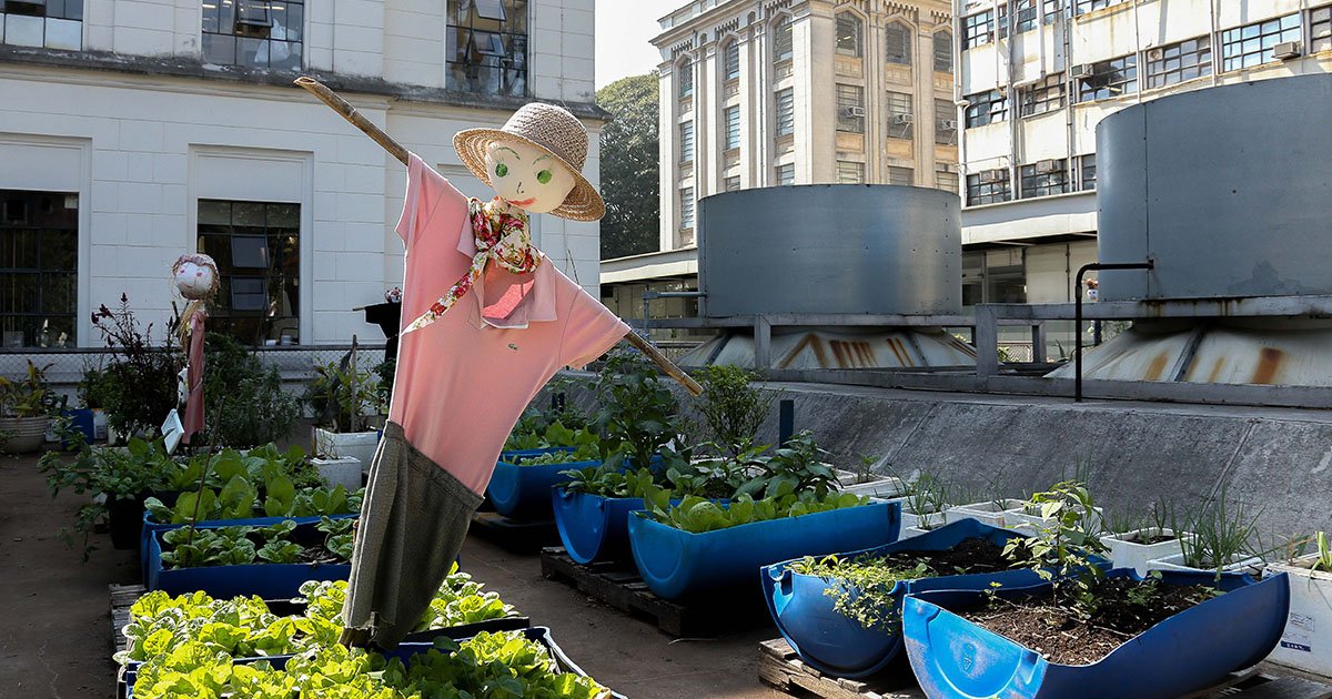 Horta urbana em um campus universitário, com canteiros de hortaliças em recipientes azuis e espantalhos entre as plantas. Ao fundo, há edifícios.
