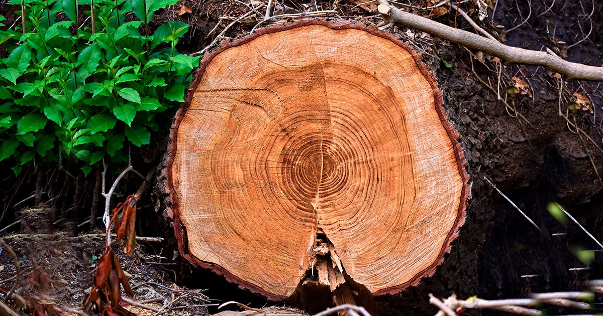 Fotografia de um tronco de árvore cortado na transversal, com diversos anéis de crescimento concêntricos em tons de marrom e alaranjado. Os anéis, mais escuros e estreitos próximo ao centro e mais espaçados em algumas regiões externas, formam padrões irregulares na madeira. A casca marrom-escura contorna o tronco, cercado por terra, galhos secos e vegetação verde. Uma rachadura vertical atravessa a parte inferior do tronco, interrompendo alguns dos anéis.