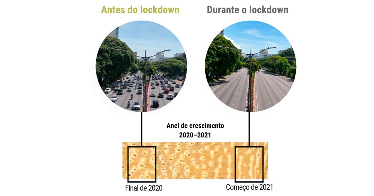 Infográfico compara a Avenida 23 de Maio, em São Paulo, antes e durante o lockdown da pandemia de covid-19. Na imagem à esquerda, a avenida apresenta tráfego intenso de veículos; à direita, as pistas estão quase vazias. Na parte inferior, uma fotografia ampliada de um anel de crescimento de tipuana, formado entre 2020 e 2021, destaca dois trechos da madeira: o primeiro corresponde ao final de 2020 e o segundo, ao início de 2021. Linhas verticais conectam cada trecho à fotografia do período correspondente. A comparação ilustra como a análise de diferentes segmentos do anel permitiu identificar mudanças na composição do carbono da madeira associadas à redução do tráfego de veículos durante o lockdown.