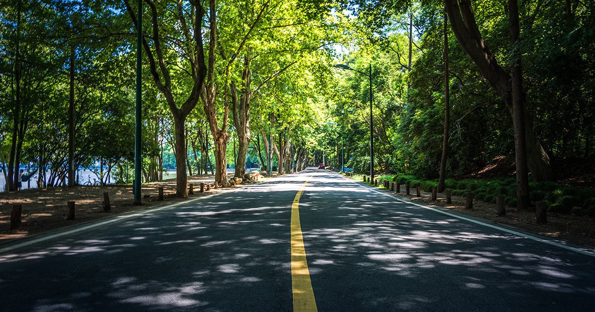 Fotografia de uma estrada asfaltada com uma faixa amarela central, ela está vazia e cercada por fileiras de árvores altas que formam um túnel verde sobre a via. A luz do sol atravessa as copas e projeta manchas de luz e sombra sobre o asfalto. Às margens da estrada, há postes de iluminação, vegetação rasteira e pequenos blocos de madeira.
