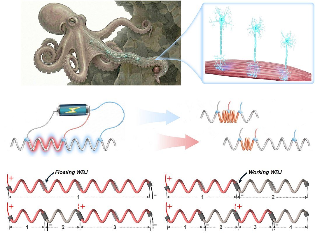 NUS CDE researchers unlock dexterous soft-robot motion from a single artificial muscle