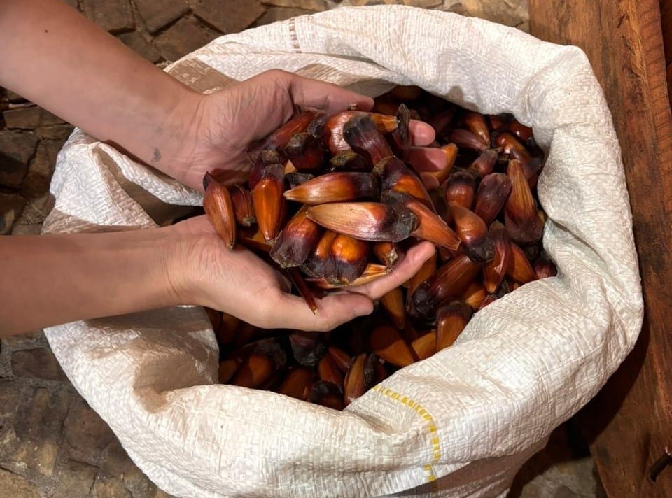 araucárias
