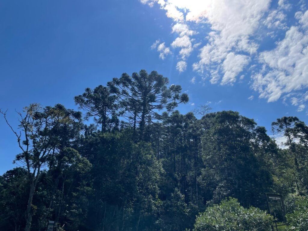 Araucária